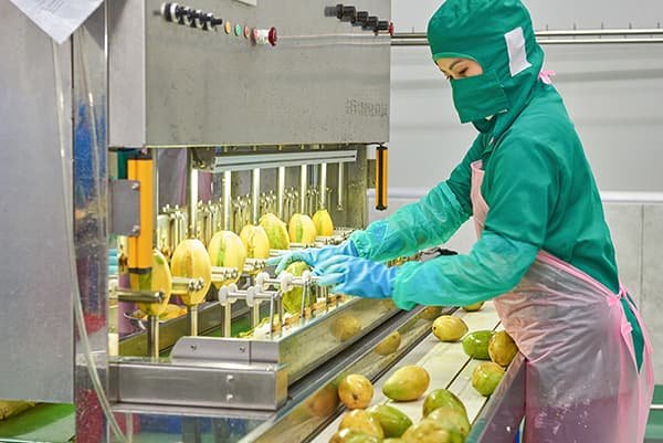 Frozen mango processing line in Da Nang