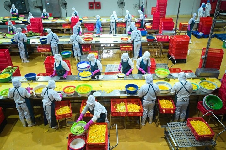 Exportklare verwerkingsfaciliteit voor fruit en groenten
