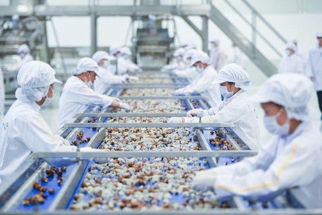 Workers on a longan processing line